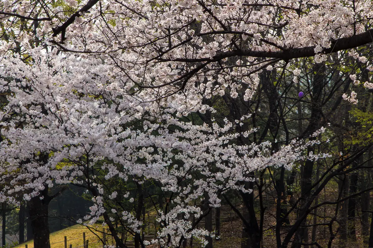 Cherry blossoms in full bloom over a park path in Yeouido, Seoul, in early April.