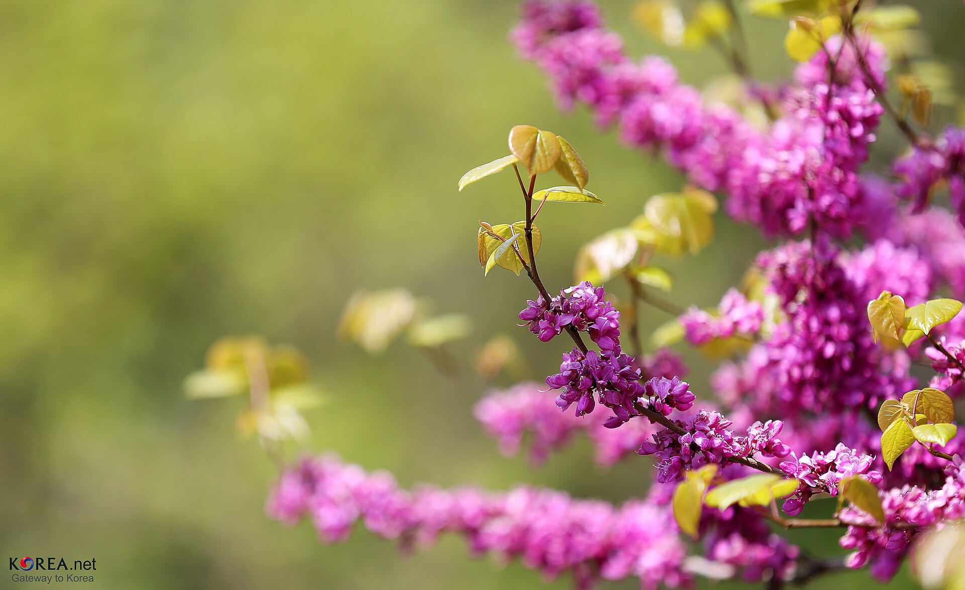 Spring of Seoul 2014.04.21.