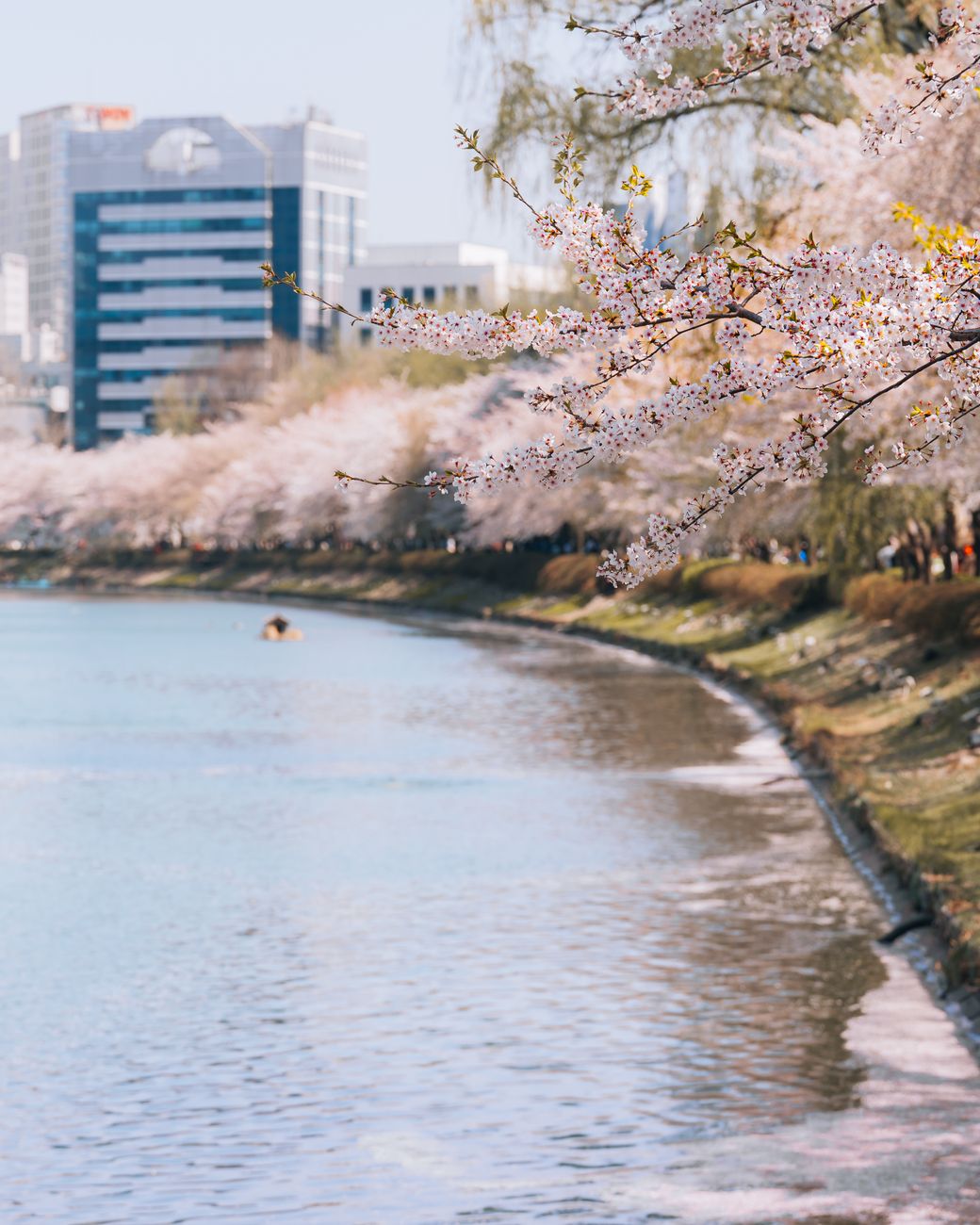 Breathtaking view of cherry blossoms in full bloom at Seokchon Lake, Seoul, South Korea.