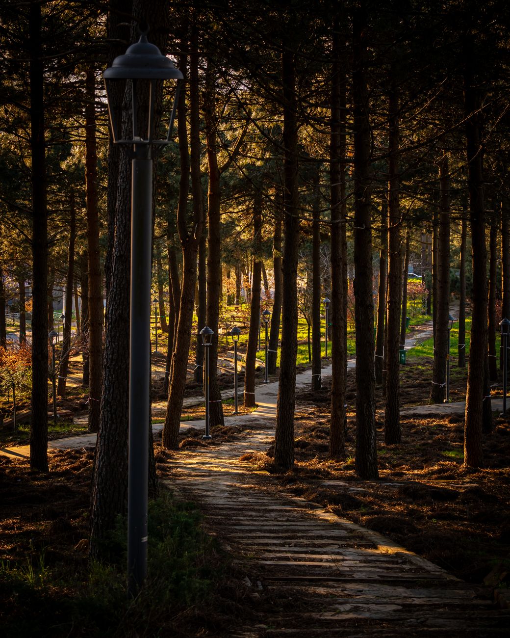 Idyllic forest scene with a wooden pathway and lampposts in warm sunset light in a park in İstanbul, Türkiye.