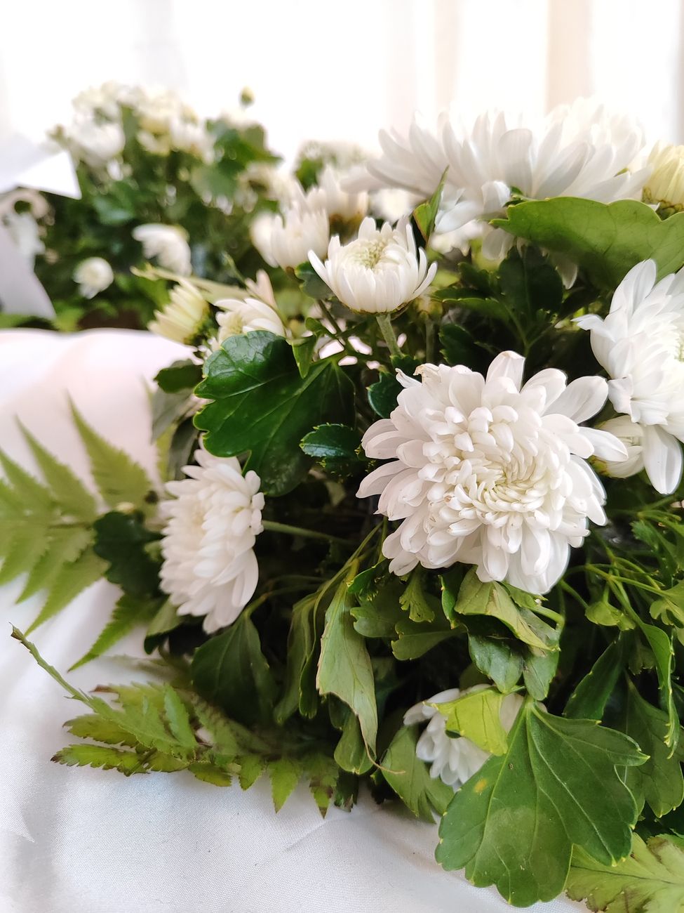 Close-up of white chrysanthemums with green foliage in bright lighting, perfect for decor.