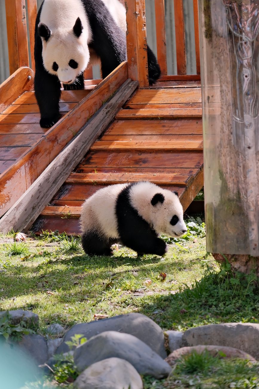 A baby panda exploring while an adult panda watches from a wooden platform.