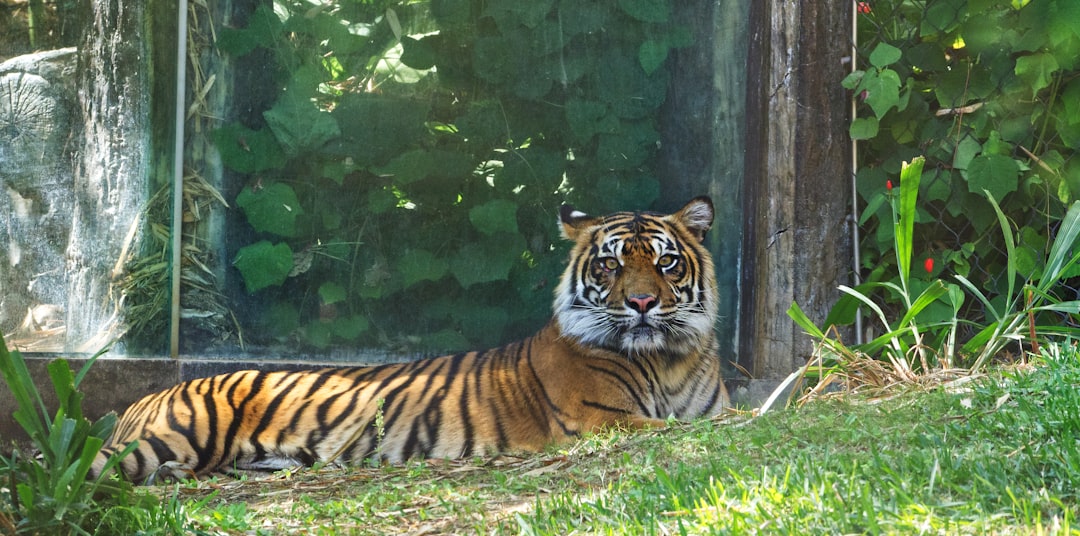 Sumatra Tiger; San Diego Zoo Safari Park; San Diego, California, USA; October 2022