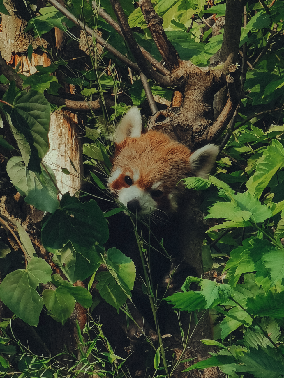 Red panda peeking through dense foliage, well-camouflaged among lush green leaves, in its natural habitat.