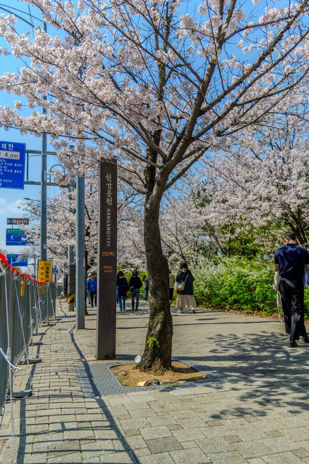 Cherry blossoms bloom in full glory along a pathway in Hangang Park, Yeouido, Seoul.