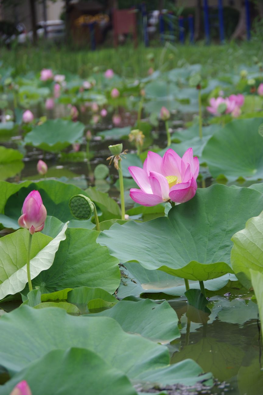 Vibrant pink lotus flowers blooming on a tranquil pond with lush green leaves.