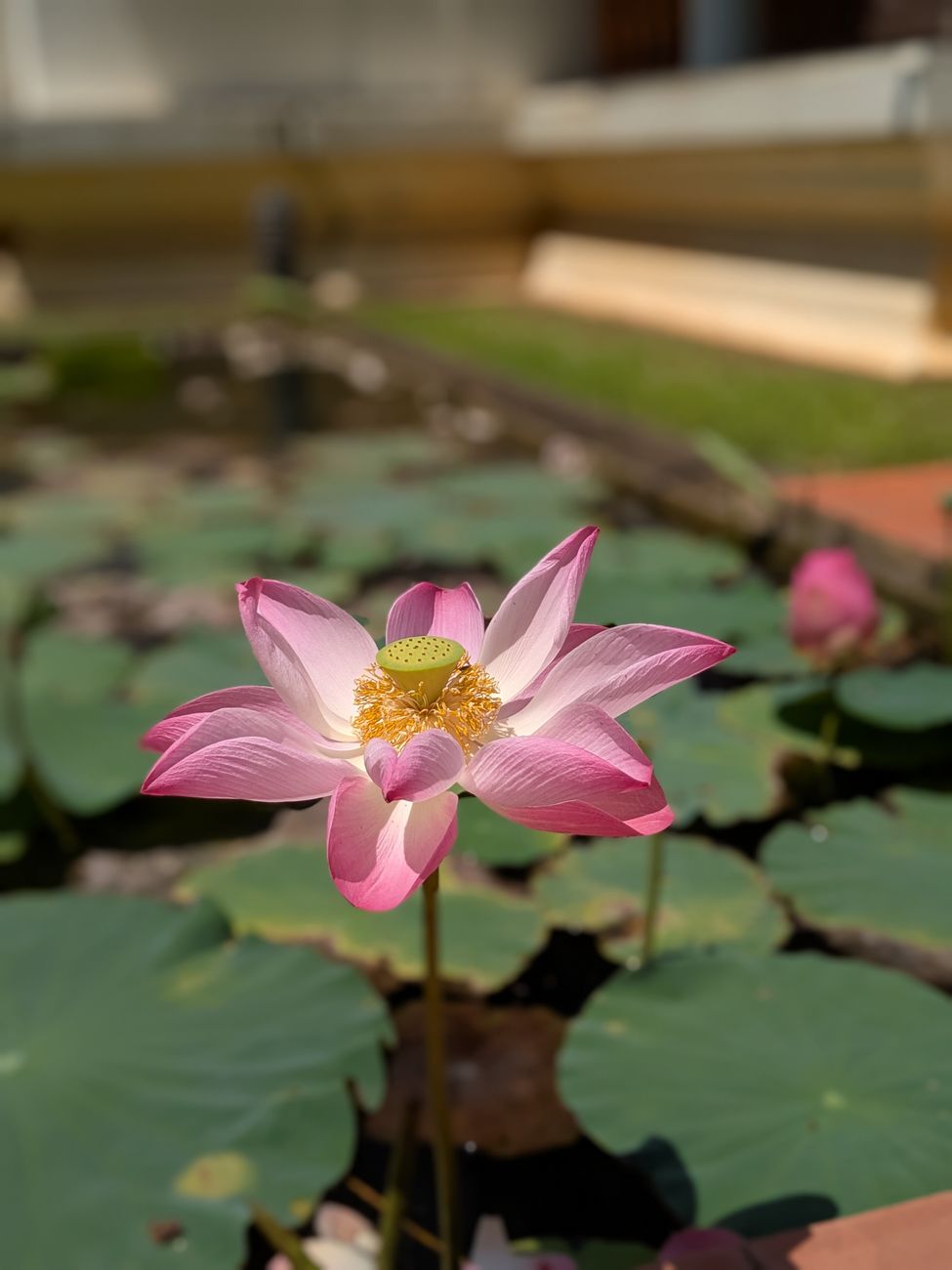 A vibrant pink lotus flower in full bloom, surrounded by lush green leaves in a tranquil pond setting.