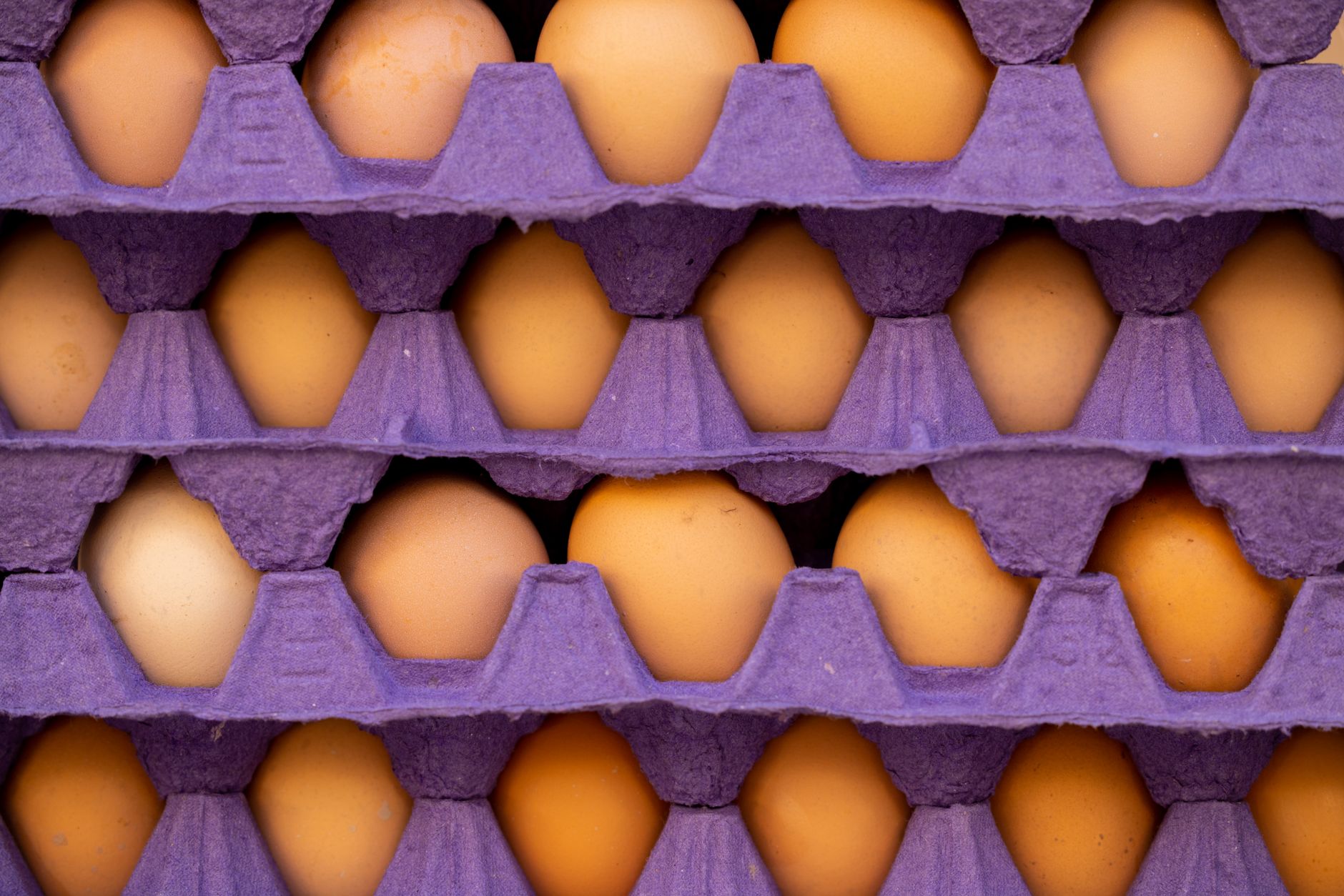 Vibrant brown eggs neatly stacked in purple egg trays for food packaging insight.